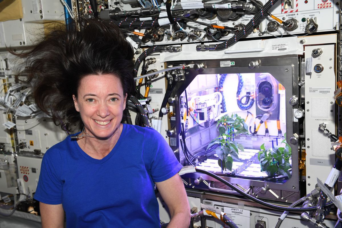 На борту Міжнародної космічної станції вперше зацвів перець чилі. Астронавти з нетерпінням чекають плодів.