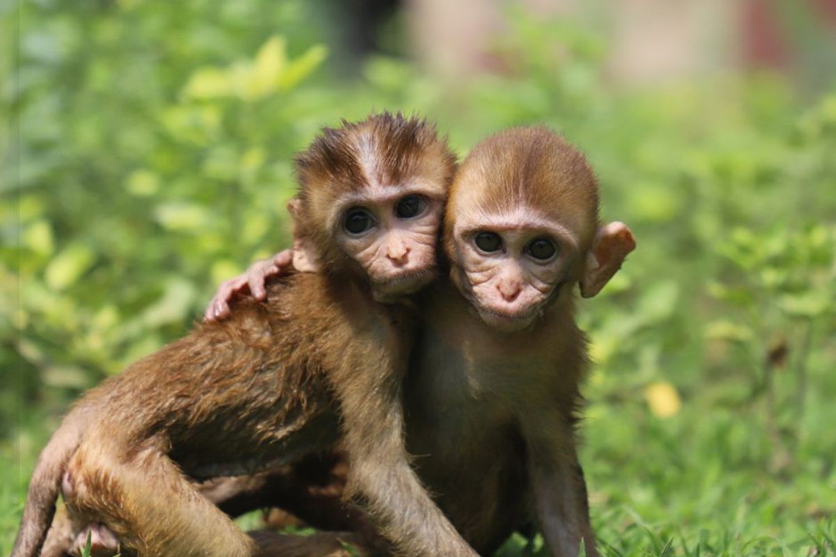 Дві осиротілі мавпочки подружилися і зараз оздоровлюються в заповіднику дикої природи. Вони не відходять одна від одної з дня знайомства.