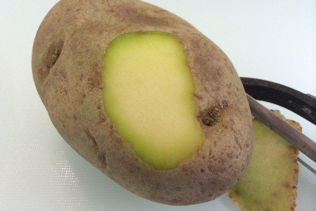 Чому після очищення позеленіла картопля не стає безпечною для вживання. Позеленілу картоплю краще взагалі не їсти.