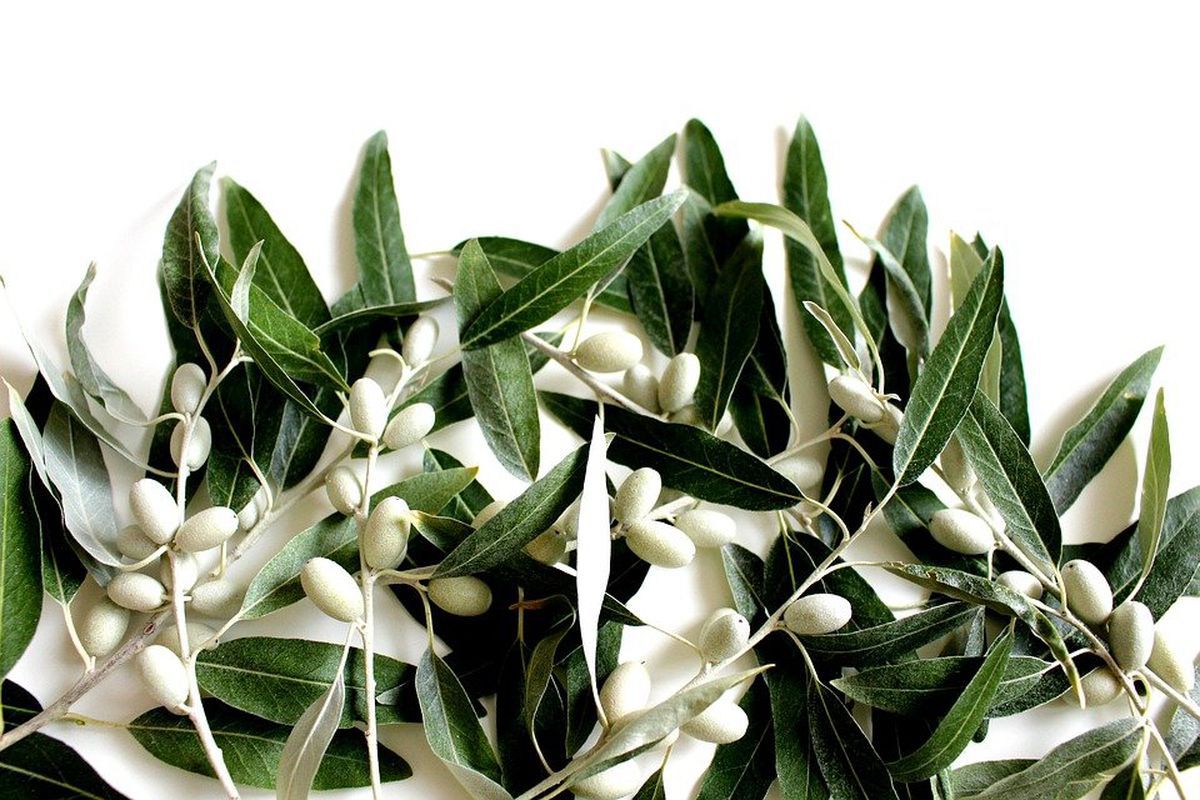 Білі оливки: що вони собою являють та як їх використовують. Чому вони рідко зустрічаються на полицях наших магазинів.