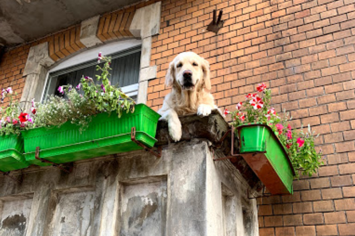 Золотистий ретривер на балконі став головною визначною пам'яткою Гданська на Google Maps. Пес викликав справжній бум.