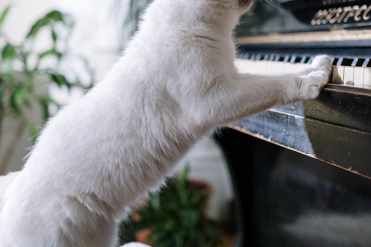 Блогер грає на фортепіано і записує відео з тваринами, які підспівують під його акомпанемент. Ви повинні це почути!