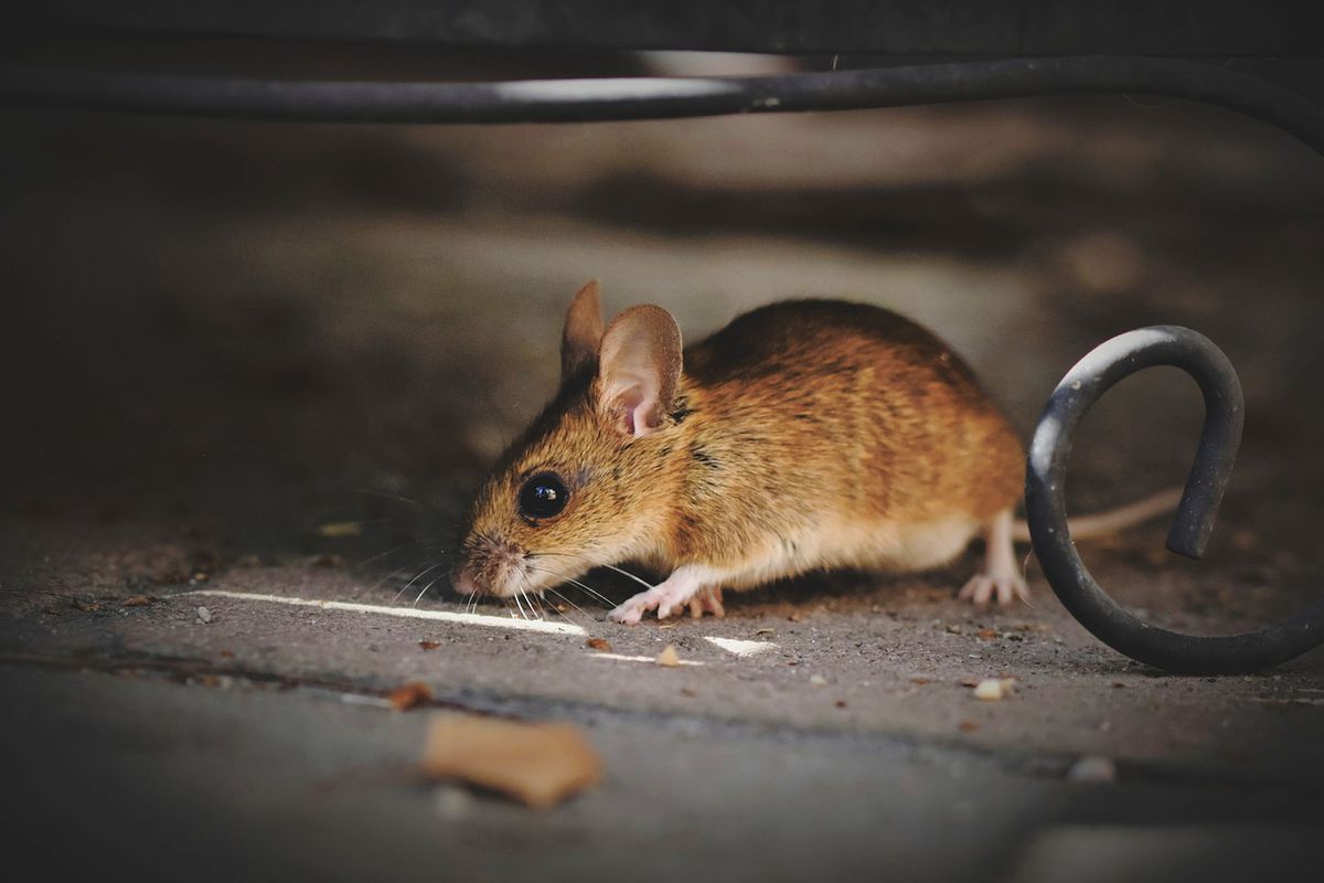 Екологічний і копійчаний засіб для позбавлення від мишей. Гуманний і дієвий спосіб позбавлення від мишей існує!