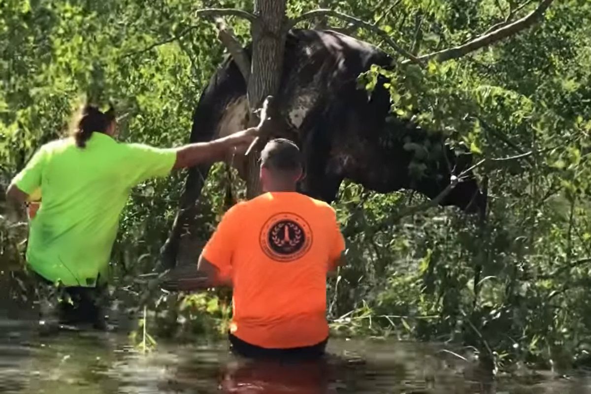 В США рятувальники зняли з дерева корову, яка застрягла там через ураган "Іда". Під час незвичайної спецоперації тварина не постраждала.
