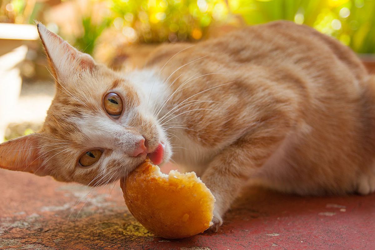 Чи можна додавати у котячий раціон хліб. Не кожен хліб можна додавати у раціон кішки.