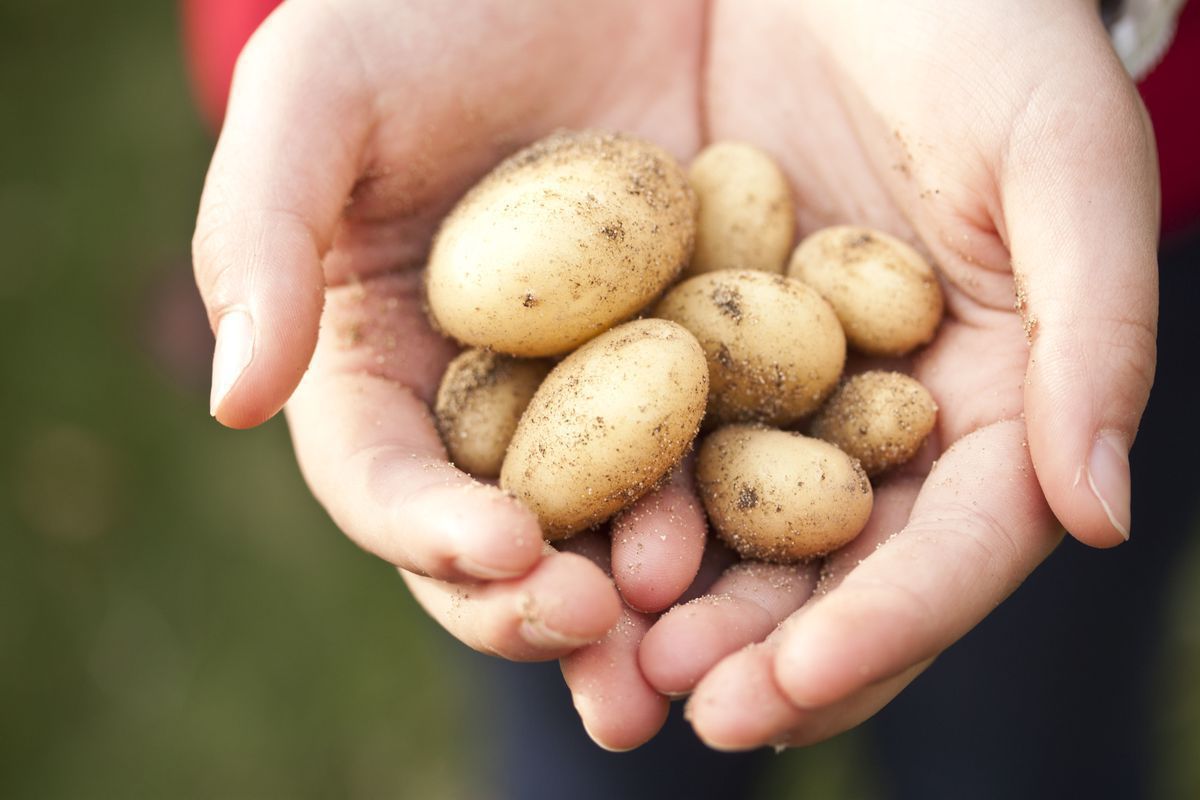 З яких причин ви виростили дрібну картоплю. Врожай дрібної картоплі можна легко пояснити.