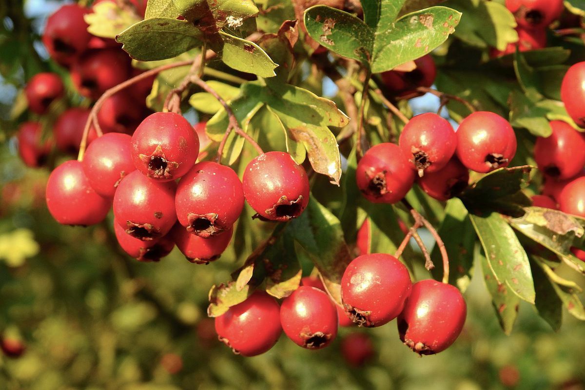 Серцева ягода — у чому користь глоду і що з нього можна приготувати. У вересні на ділянках можна нерідко побачити кущі глоду, посипані великими червоними плодами. Не нехтуйте ними. Вони не тільки красиві, але і цілющі. А смак — неперевершений.
