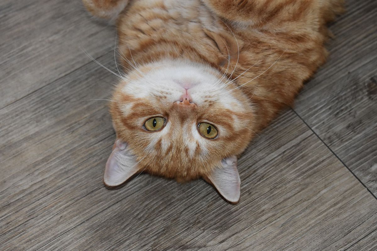 Мокра підлога посприяла рижому котику стати зіркою Мережі і розсмішити глядачів. Відео набрало більше 11 млн переглядів.