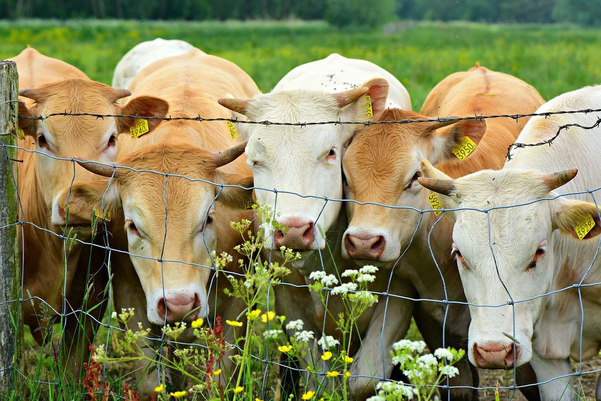 На тваринництво припадає 57% викидів парникових газів від виробництва продуктів. Найбільше газів виділяється при виробництві яловичини.
