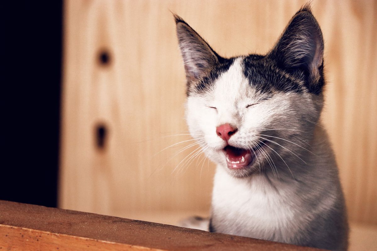 З яких причин кішки можуть втрачати зуби. Зуби можуть випадати у кішок з різних причин.
