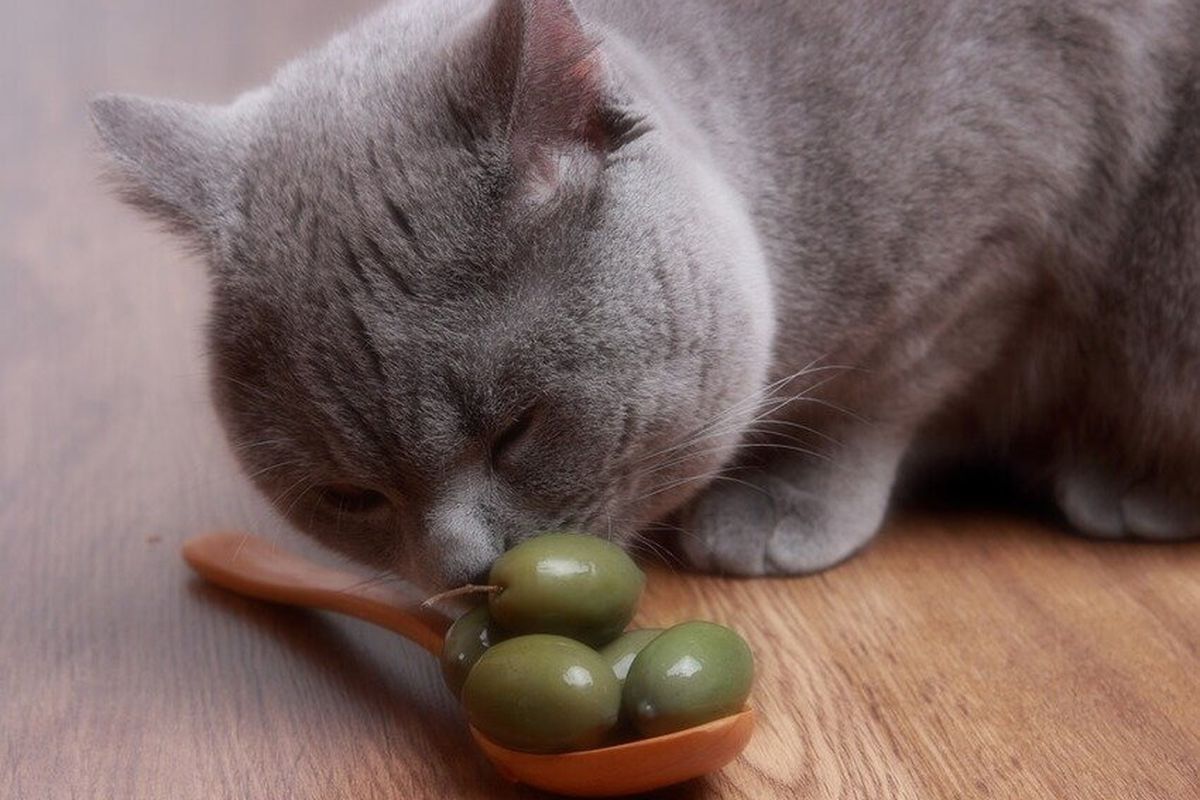 Чому кішки так люблять оливки та чи безпечна така їжа для здоров'я. Кішки не без приводу полюбляють оливки.