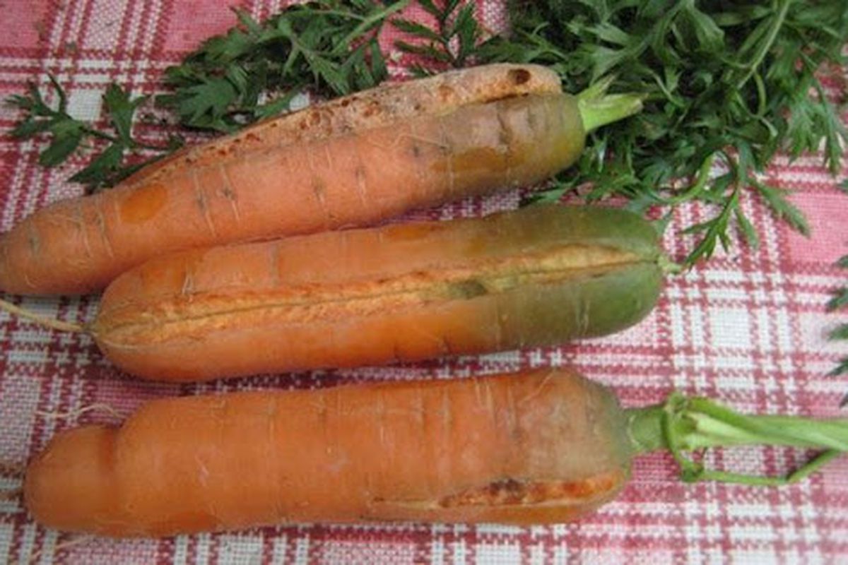Чому морква виростає зеленою — які помилки допускають городники. Та чи безпечні такі плоди?