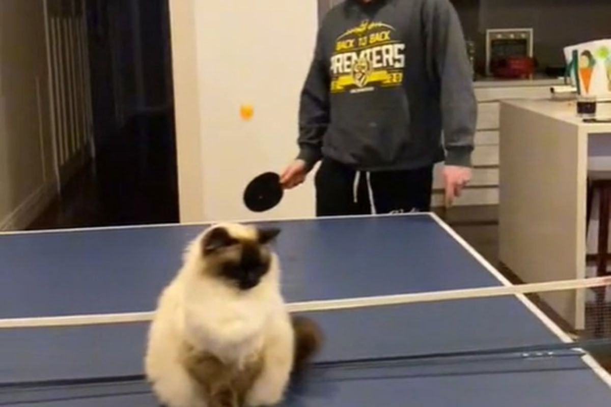 Кіт, який брав "активну" участь у грі в настільний теніс, став зіркою Мережі. Байдужість пухнастика розсмішила користувачів TikTok.
