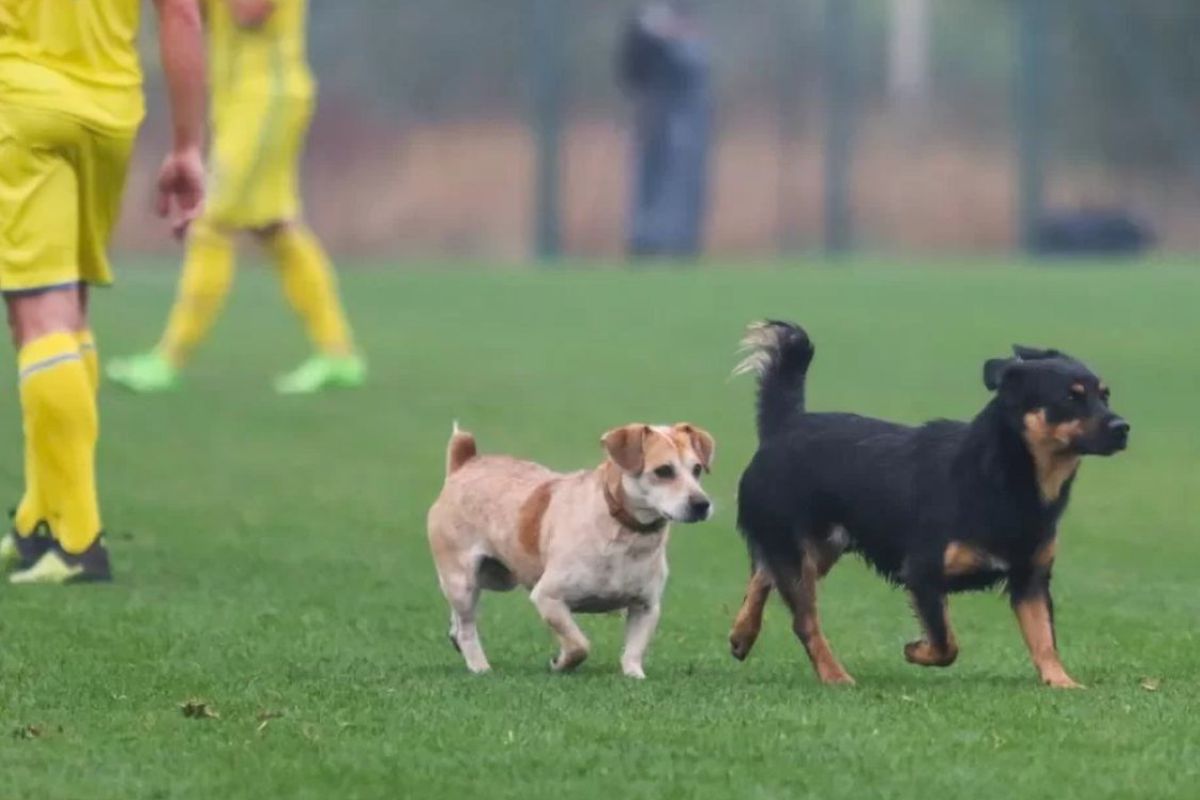 Дві собаки і кінь вибігли на поле під час футбольного матчу України та Італії. Коментатор припустила, що тварини вирішили підтримати гравців.