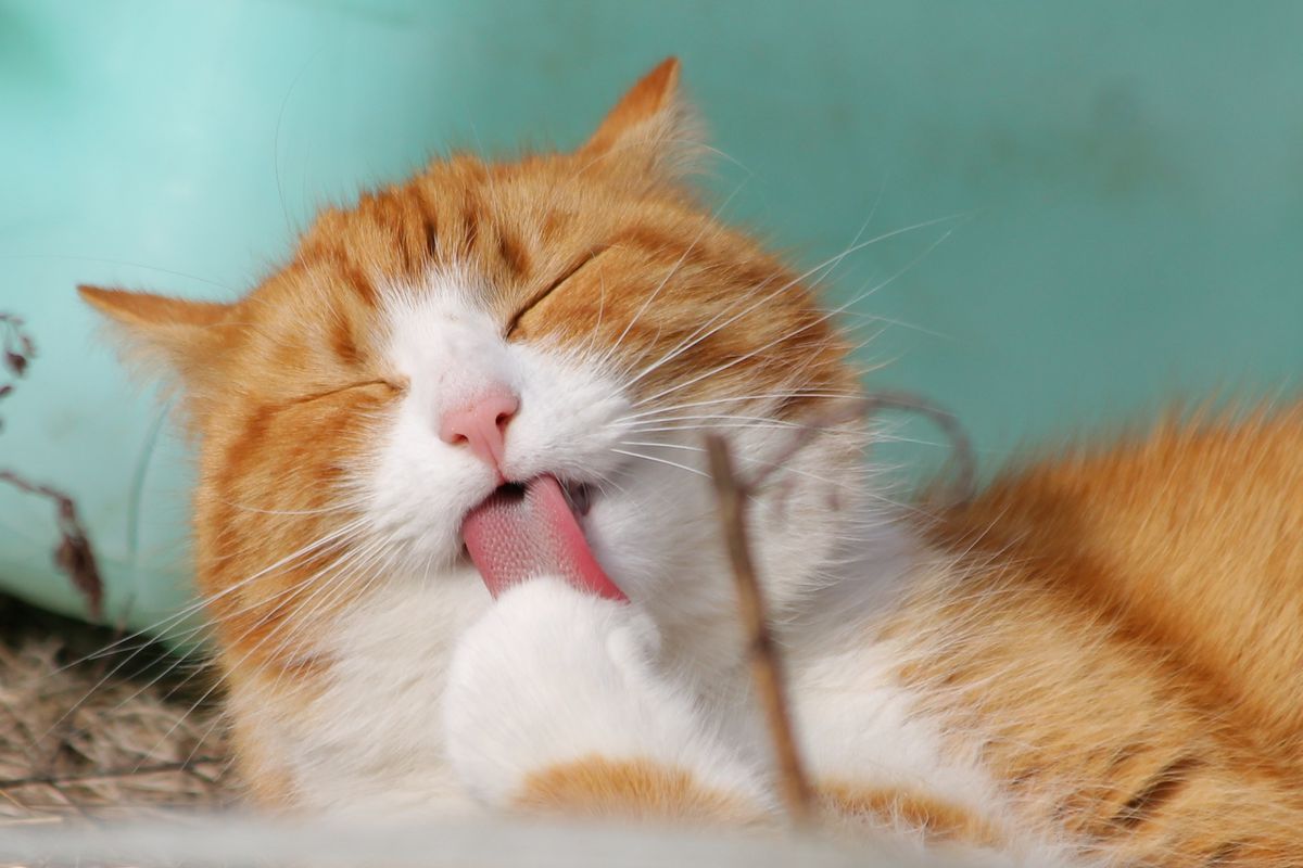 З яких причин язик у кішок є шорстким. Шорсткість язика у кішок має певне пояснення.