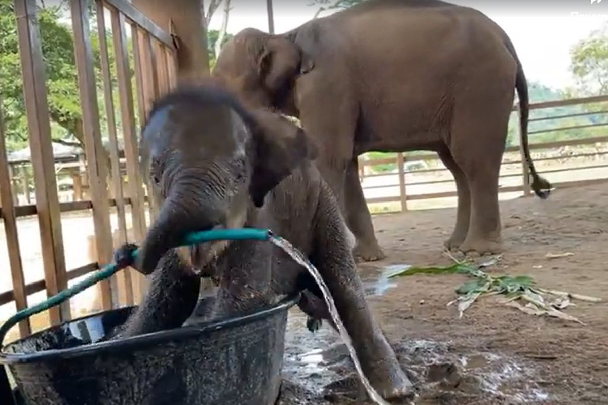 Слоненя та його маму врятували добрі люди, забравши з тайського табору. Зараз тварини в цілковитій безпеці.