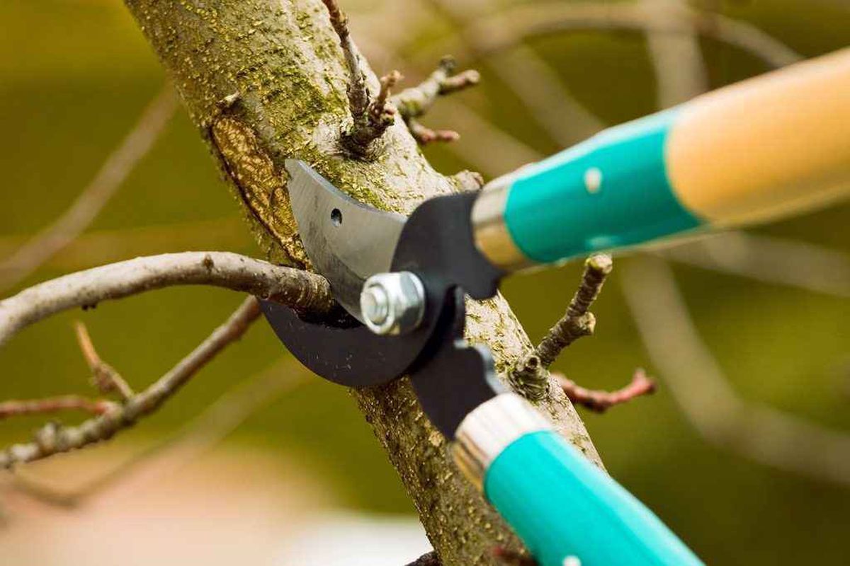 Чому садівники не радять поспішати обрізати дерева і чагарники восени. Основні правила обрізки дерев.