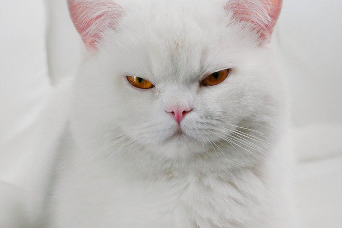 Білий кіт в будинку: якими особливостями володіють білосніжні вихованці згідно з прикметами. Прикмети про білих кішок.
