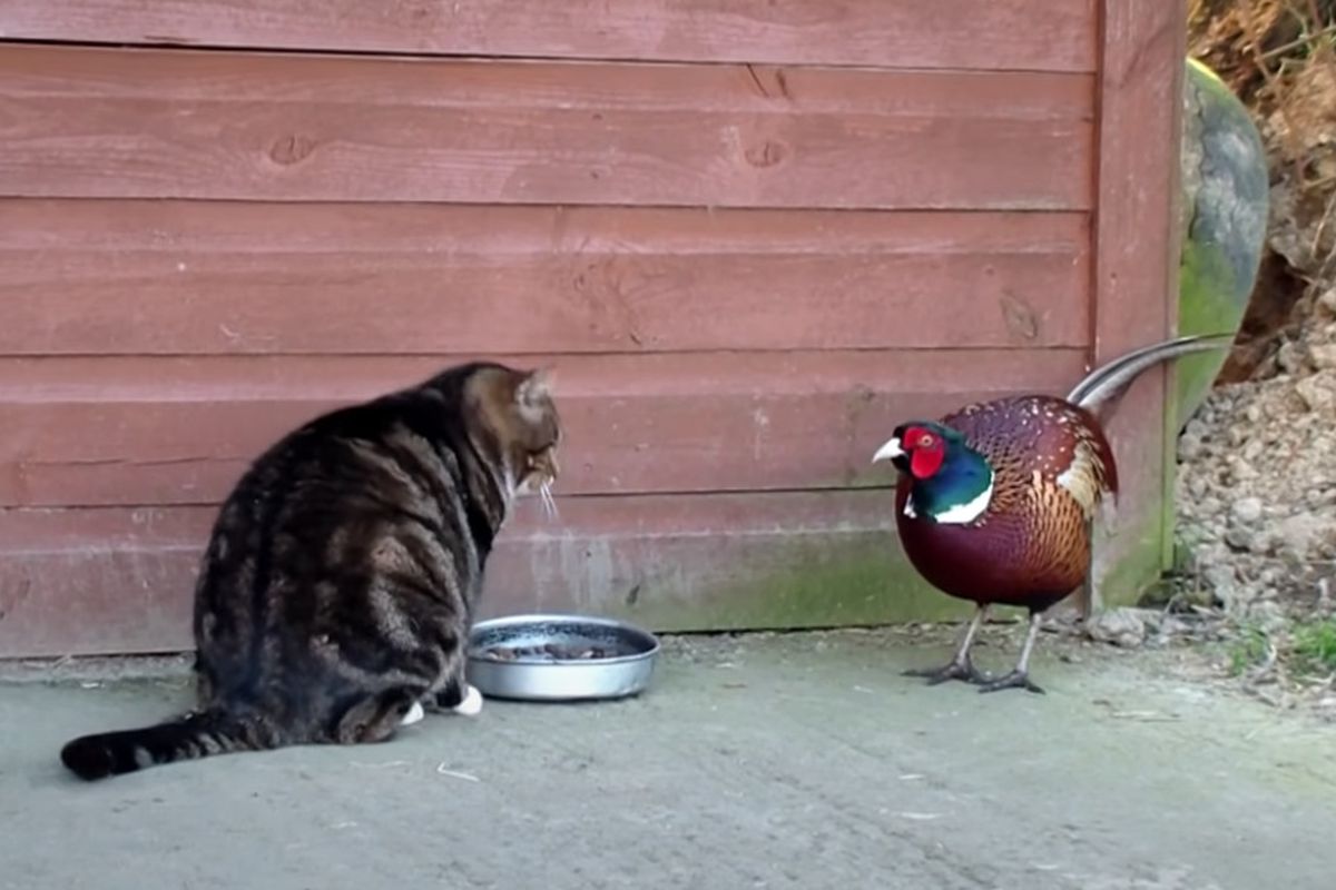 Кумедне відео про нахабного фазана, який вирішив поласувати обідом кота. Пухнастик виявився щирим.