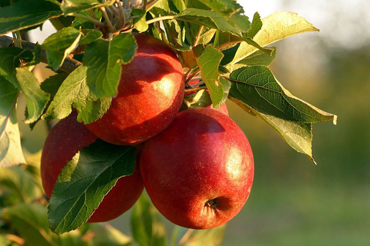 Як правильно визначити час для збору яблук, щоб не зірвати зелені або навпаки перестиглі. Коли збирати урожай яблук.
