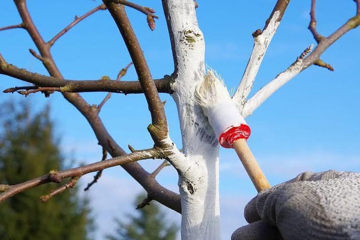Захист на рік: осіння побілка стовбурів дерев за всіма правилами. Цей захід допоможе підтримати здоров'я плодових культур в хорошому стані.