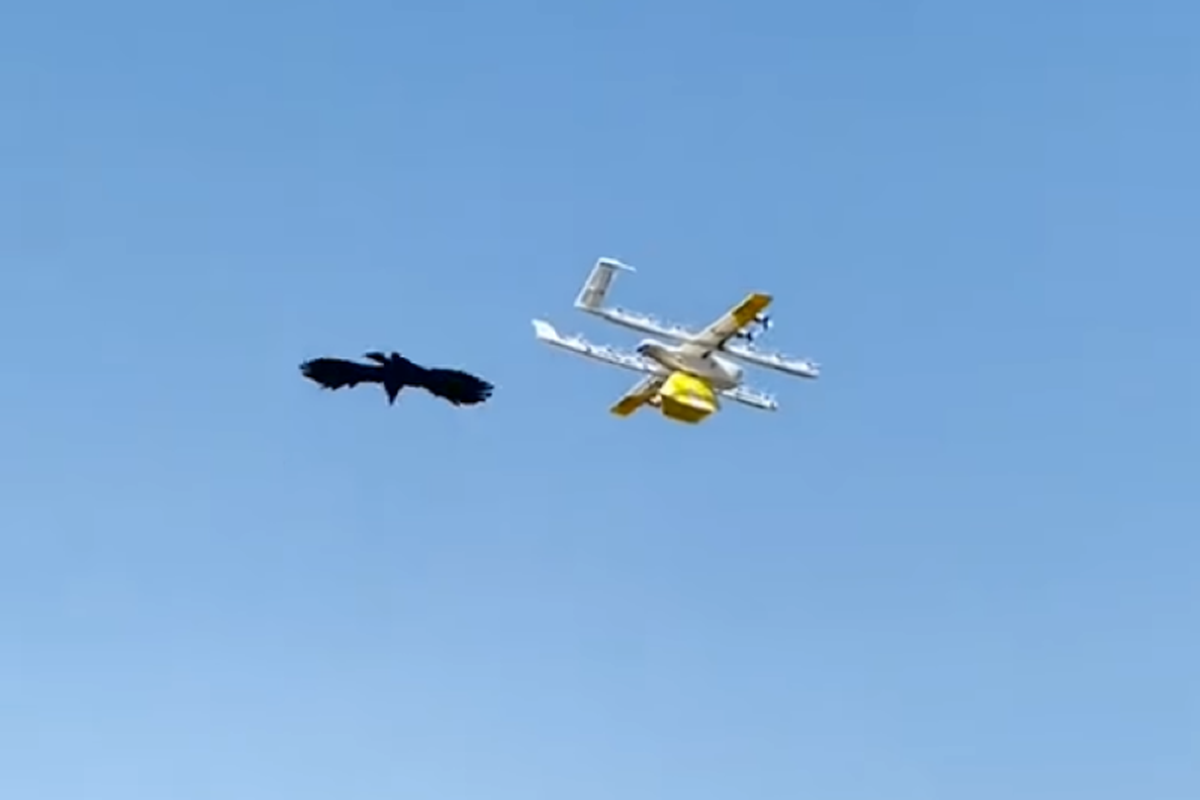 Вороні не сподобався безпілотник з кавою, і вона вирішила атакувати техніку. В Австралії зняли справжній повітряний бій ворони і дрона.