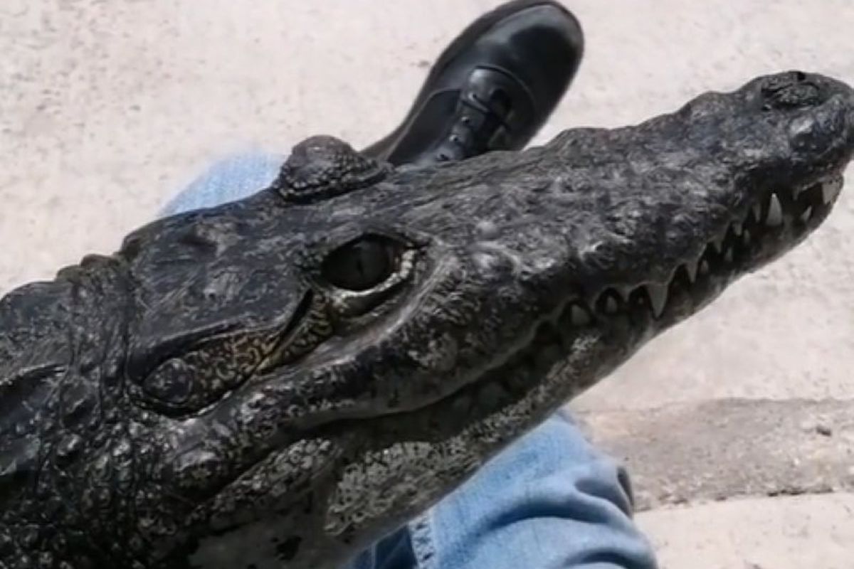 Хлопець з Мексики тримає вдома крокодила, якого гладить і виводить на прогулянки. Рептилія лащиться до свого господаря — ніби не хижак, а звичайна кішка.