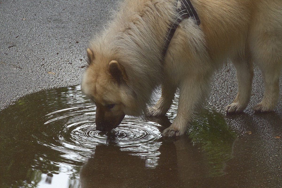 Чому тварини не хворіють, попивши воду з калюжі. Деякі навіть можуть випити мильної води.