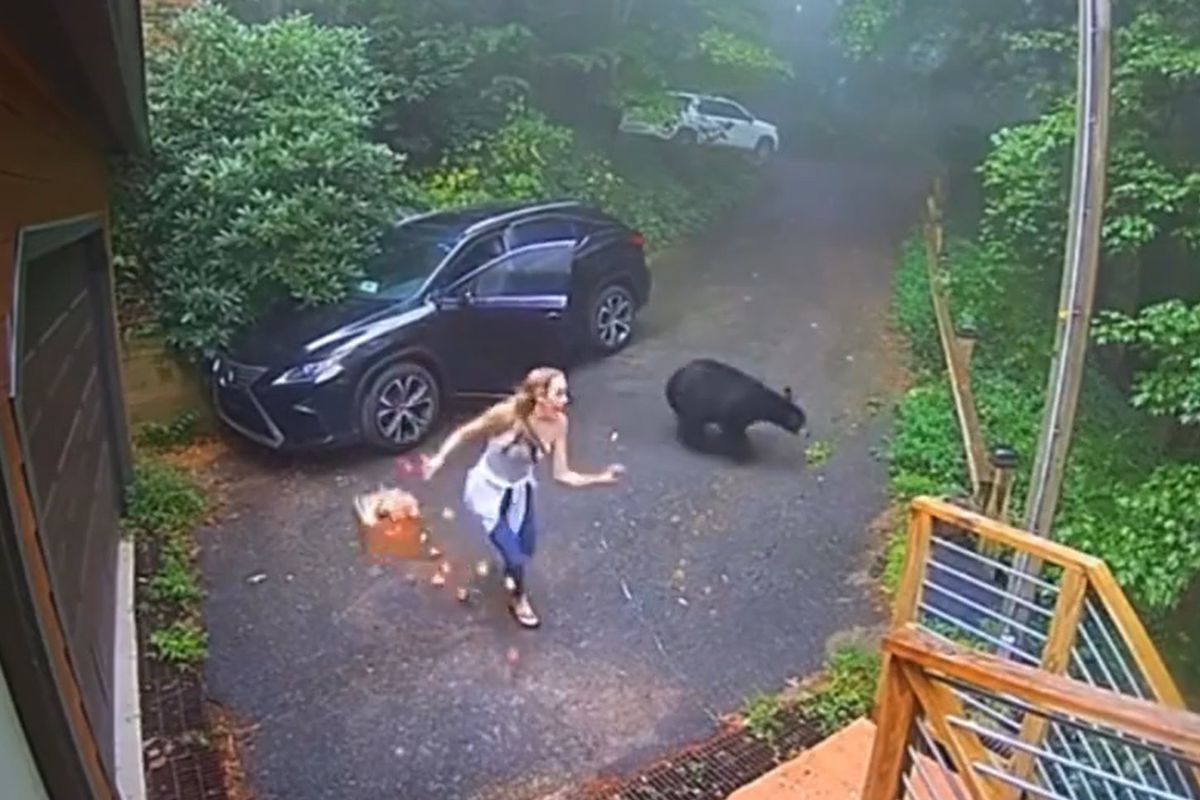 Молода американка з самого ранку зустріла у своїй машині ведмедя. Але знайомство не вдалося.