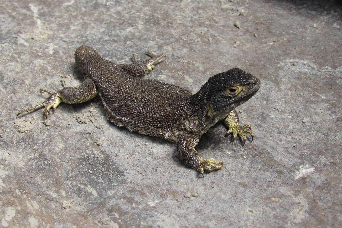 Новий вид ящірок знайшли в горах в Перу. Рептилія мешкає на висоті 4500 метрів.