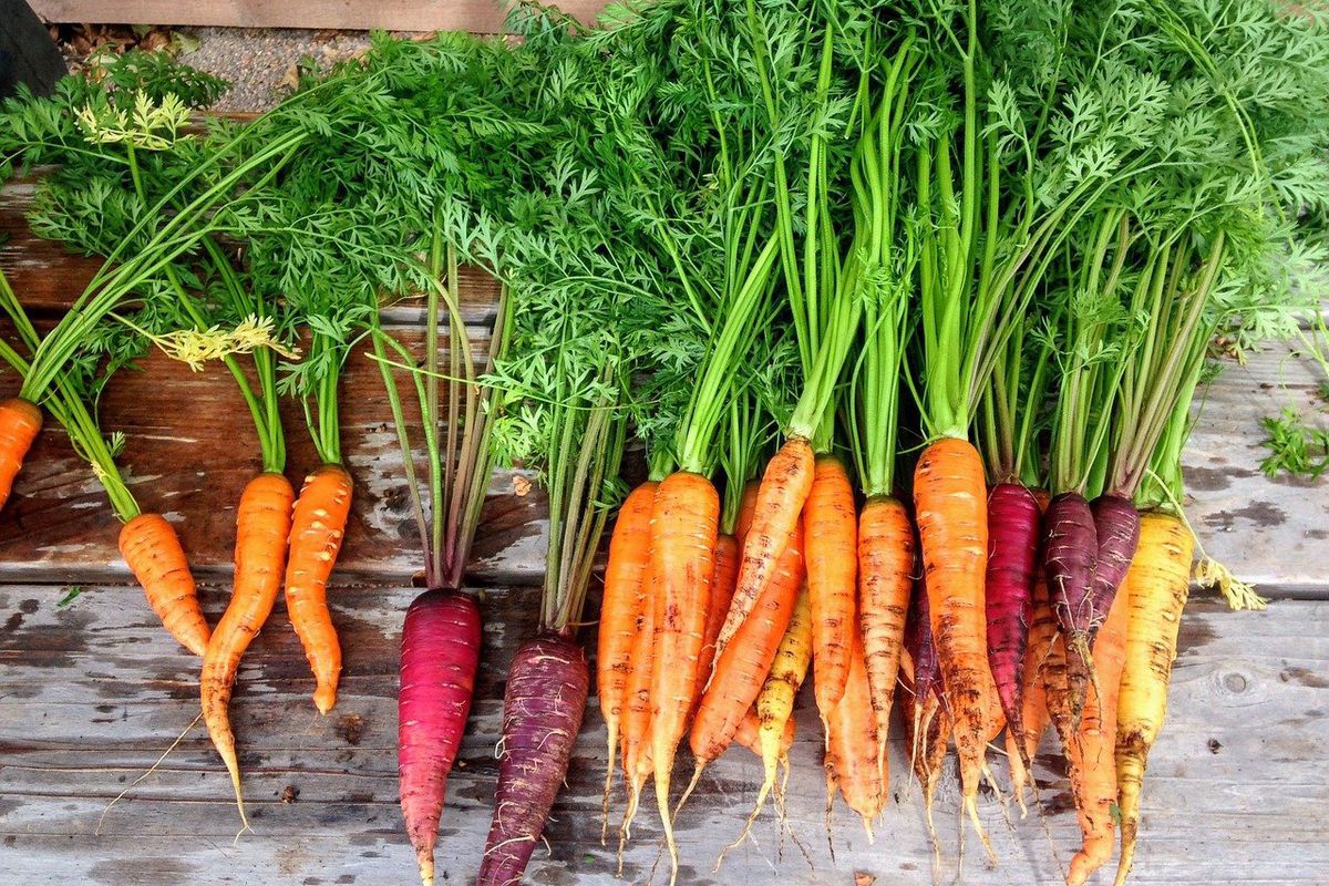 Чому в деяких країнах не викидають бадилля моркви. Де застосовують листя овочу.