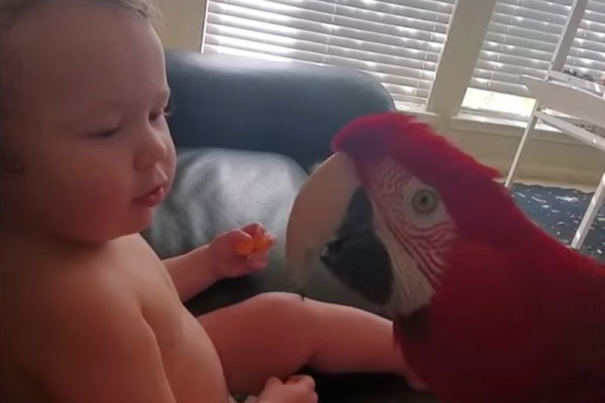 Подивіться, як мило папуга знайомиться з малюком. Відео швидко зібрало велику кількість переглядів.