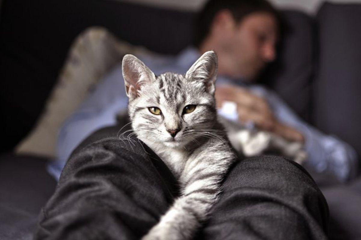 З яких причин кішки полюбляють лягати спати саме на ноги людини. Кішки не без приводу сплять на ногах господаря.
