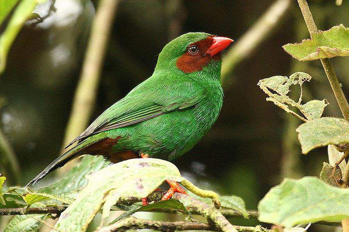 Бразильці знайшли гніздо одних з найрідкісніших птахів у світі. Міжнародний союз охорони природи присвоїв птахові статус виду на межі повного зникнення.
