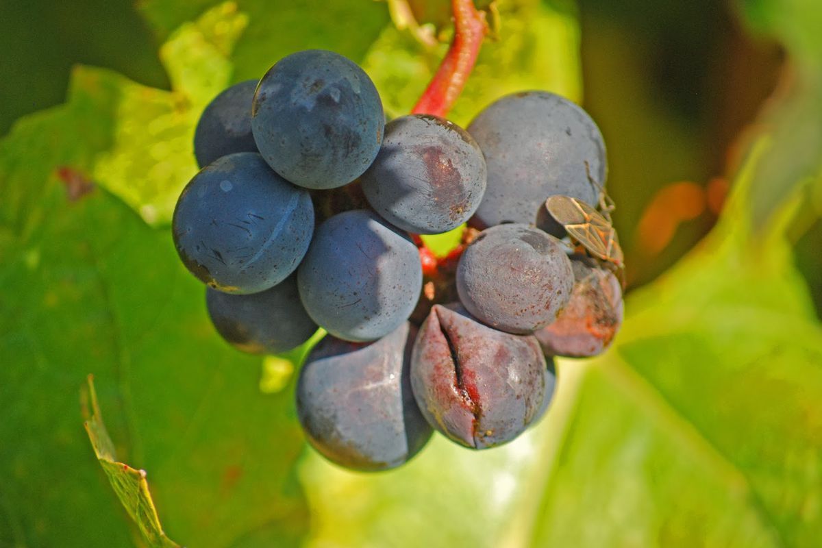 Як позбутися від розтріскування ягід винограду: кілька дієвих способів. Існують прості способи позбавлення винограду від розтріскування ягід.