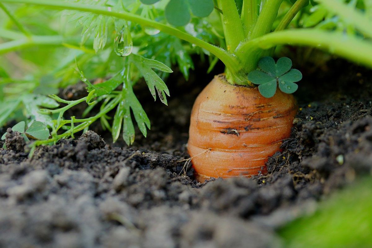Переваги та тонкощі осінньої посадки моркви. Як правильно садити моркву під зиму.