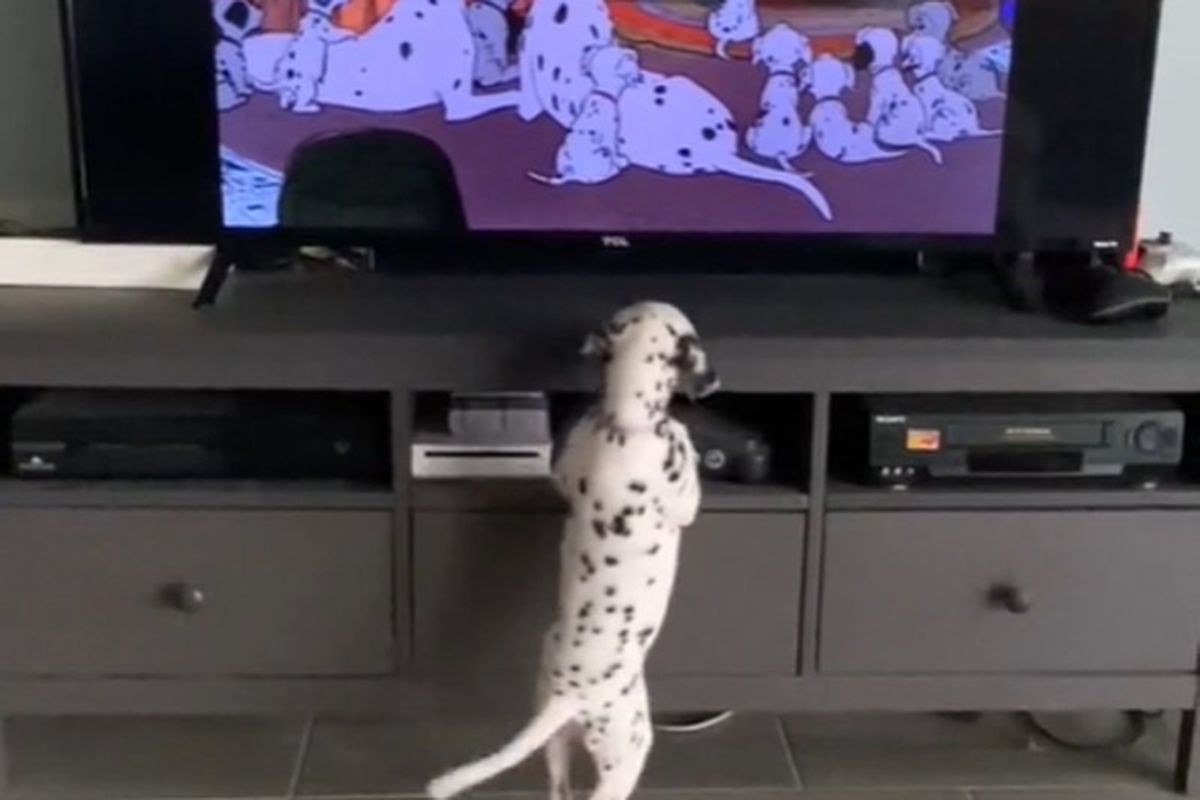 Собачка розчулила Інтернет переглядом мультфільму "101 далматинець". Цуценяті дуже сподобався мультфільм з героями, схожими на нього.