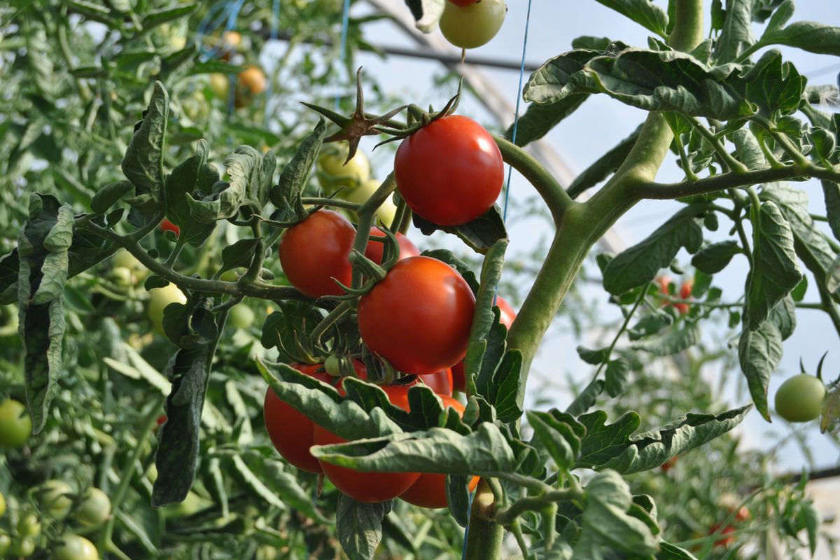 З яких причин томати, що дозрівають, отримують нерівномірне забарвлення. Нерівномірність забарвлення томатів може мати кілька причин.