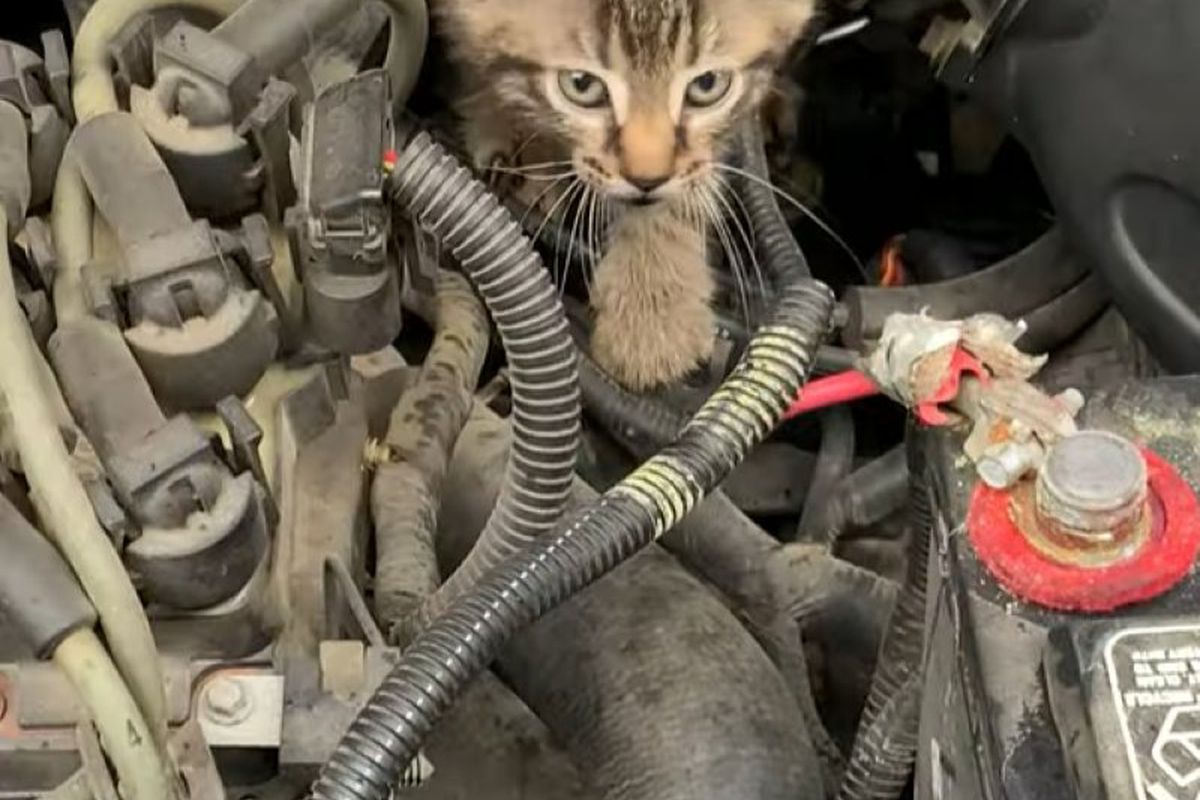 Бездомний котик заліз під капот автомобіля і розвеселив не лише власника. Пухнастик проінспектував двигун машини.