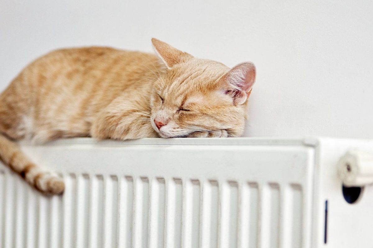 Чому не варто дозволяти своєму коту довго спати на батареї. Сон на теплій батареї не завжди безпечний для кішки.