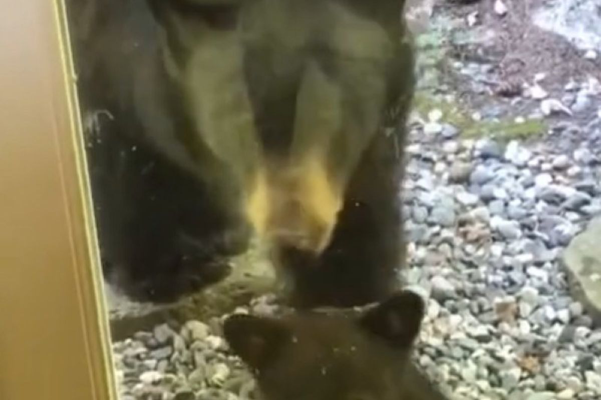 В гості до людей прийшло чарівне ведмежа і його мама-ведмедиця. Відео швидко розлетілося в Мережі.