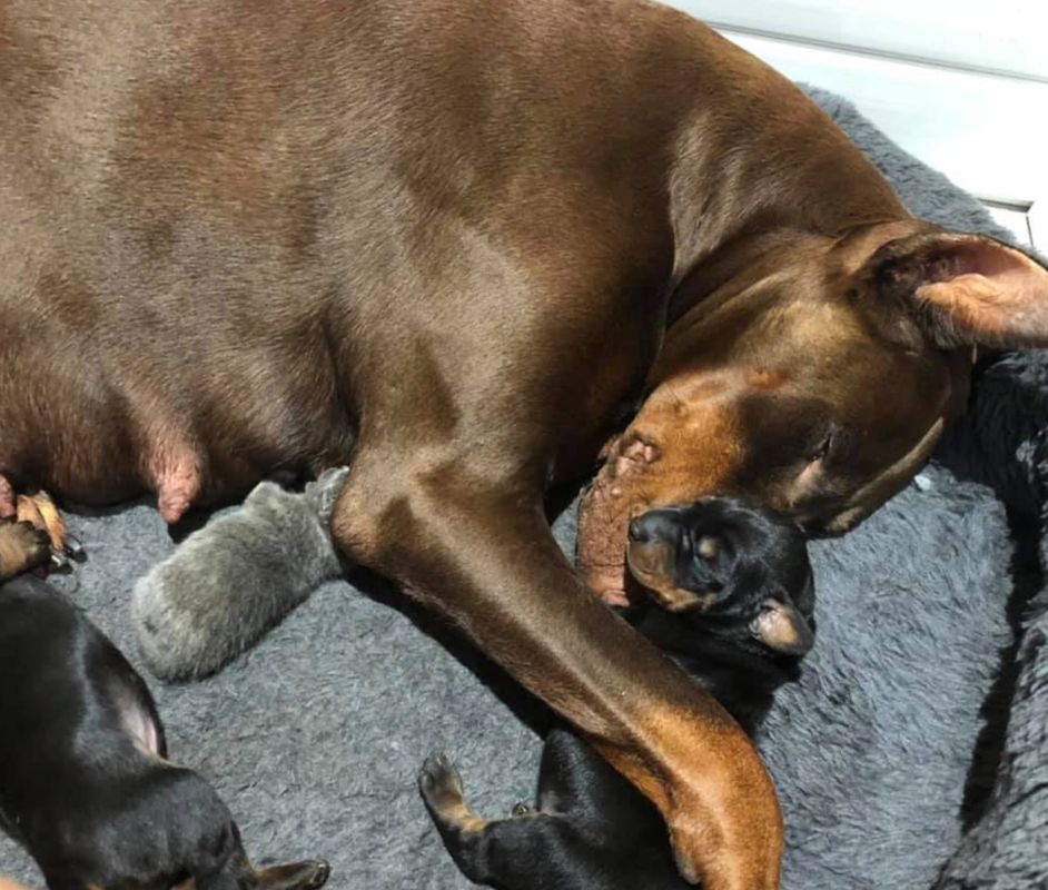 Жінка знайшла новонароджене кошеня і підклала його годуючій собаці — прийняла як рідного. Зворушливі фото!