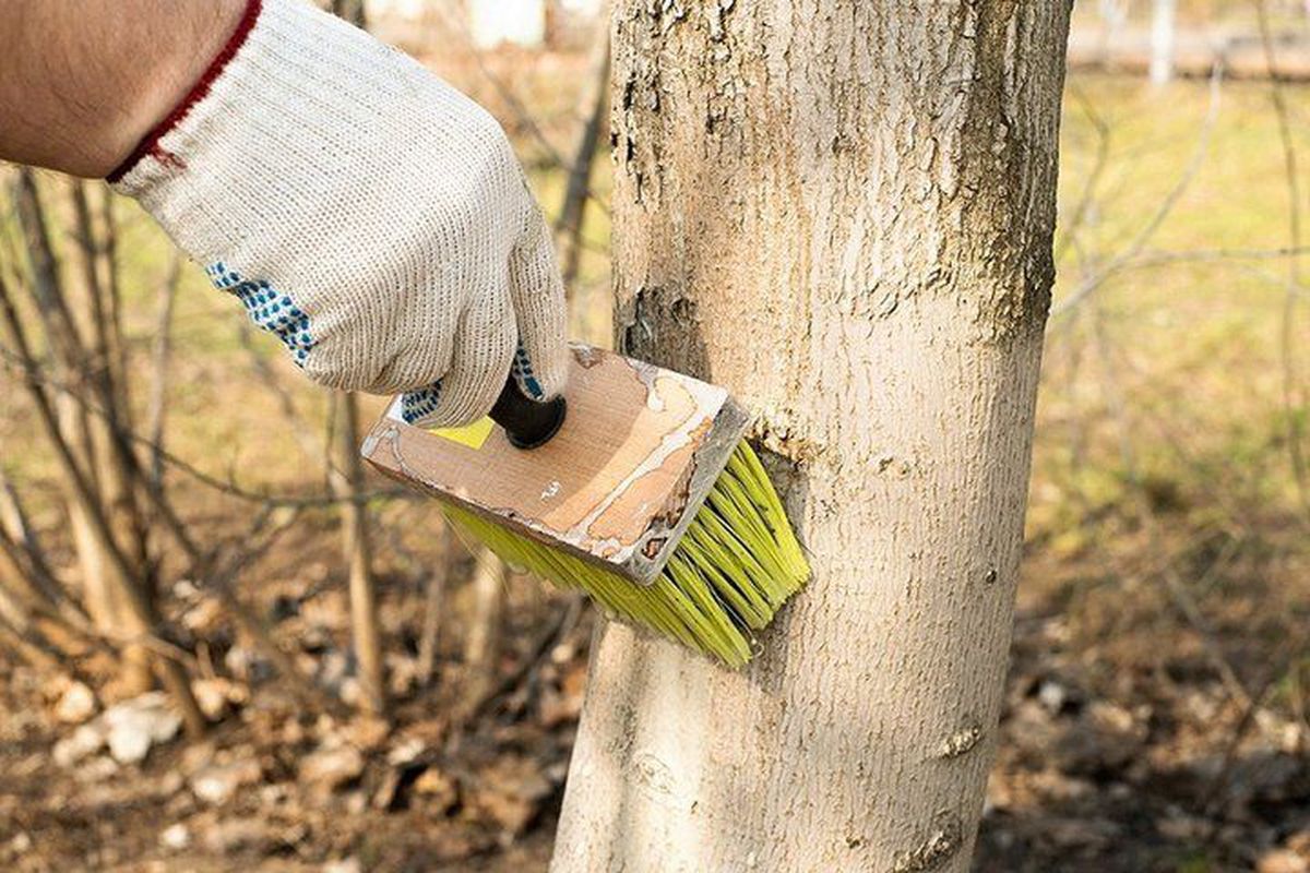 Які компоненти варто додати у засіб для побілки, щоб краще захистити дерева від хвороб та шкідників. Ефективну побілку треба правильно приготувати.