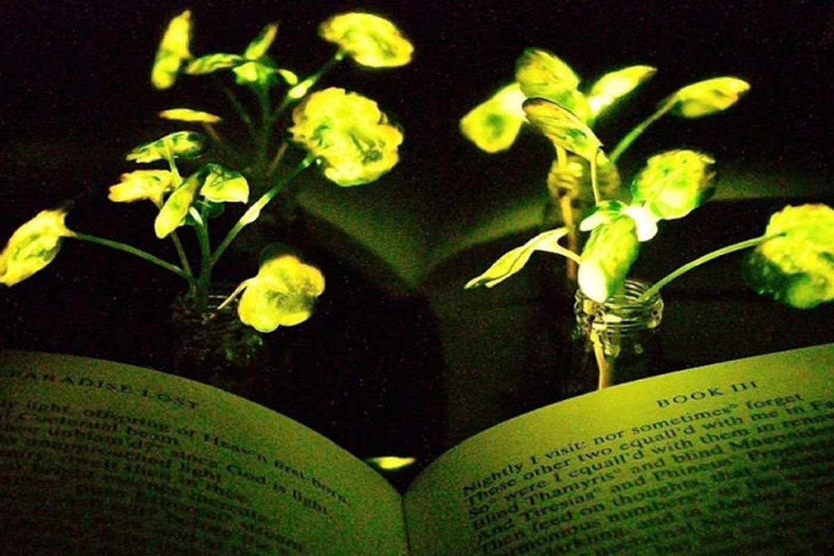 Вчені створили рослини що світяться, які можуть замінити ліхтарі. Такий "світильник" може з легкістю висвітлити невелику кімнату.