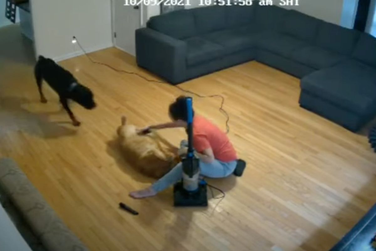 Собака врятував друга від нещадного пилососа — сміховинне відео. Кумедні кадри.