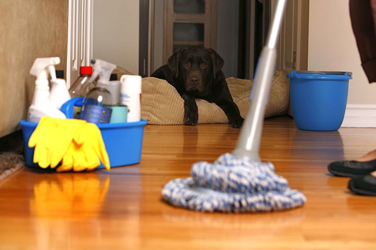 Як якісно прибирати вдома, якщо у вас живе тварина: корисні поради. Якщо у вас є домашній улюбленець, то прибиранню необхідно приділяти особливу увагу.