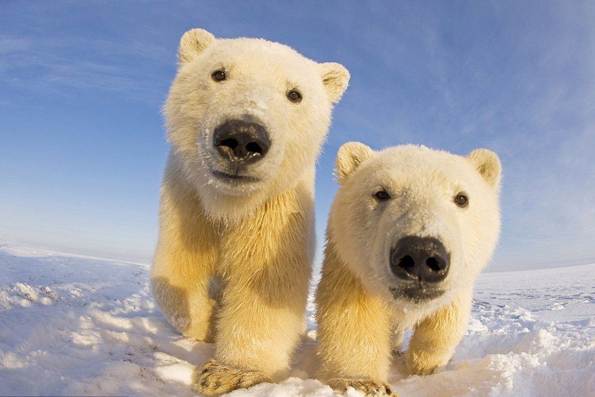 Вчені прогнозують, що до кінця століття білі ведмеді можуть зникнути. Причиною може стати глобальне потепління, що приводить до танення морського льоду.