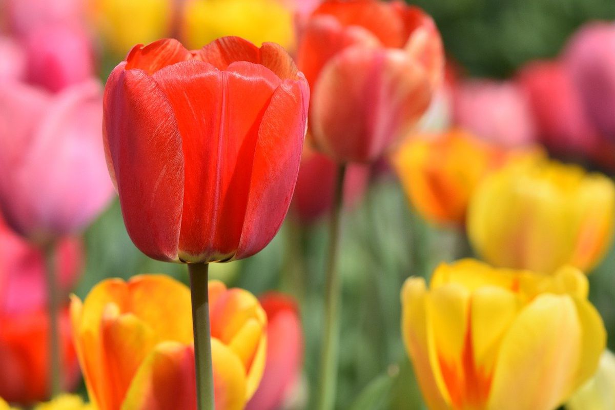Де не варто садити цибулини тюльпанів: поради садівникам. Важливо дотримуватися деяких нюансів при виборі місця для грядки.