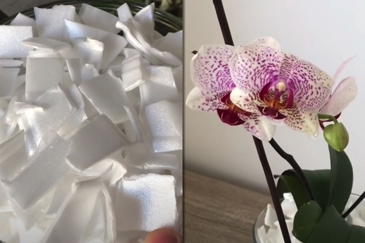 Що робити, якщо вам потрібно реанімувати орхідею — допомогти їй наростити коріння і випустити нові квіти. Геніальний трюк для розвитку коренів орхідеї — замість звичайного ґрунту, тимчасово насипте простий матеріал.