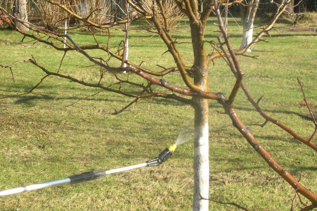 Обработка деревьев ранней весной от вредителей